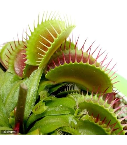 Amazon.co.jp: Cephalotus follicularis Eden Black Cedric